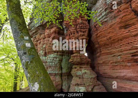 Alter Burgfelsen, Felsformation aus rotem Sandstein bei Eppenbrunn, Buchenwald im Frühlingsgrün, Naturpark Pfälzerwald, Biosphärenreservat Pfälzerwald-Nordvogesen, Deutschland, Rheinland-Pfalz Stockfoto