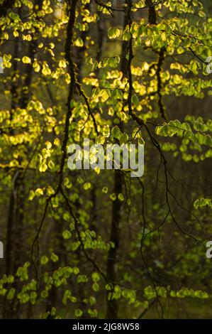Junge hellgrüne Blätter aus Kupferbuche leuchten im Abendlicht, Frühling, Naturpark Pfälzerwald, Biosphärenreservat Pfälzerwald-Nordvogesen, Rheinland-Pfalz, Deutschland Stockfoto