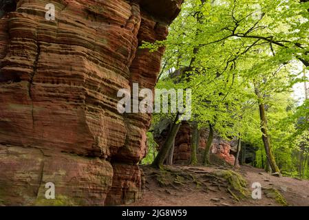 Alter Burgfelsen, Felsformation aus rotem Sandstein bei Eppenbrunn, Buchenwald im Frühlingsgrün, Naturpark Pfälzerwald, Biosphärenreservat Pfälzerwald-Nordvogesen, Deutschland, Rheinland-Pfalz Stockfoto