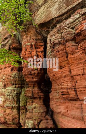 Altschlossfelsen, Felsformation aus rotem Sandstein bei Eppenbrunn, Naturpark Pfälzerwald, Biosphärenreservat Pfälzerwald-Nordvogesen, Deutschland, Rheinland-Pfalz Stockfoto