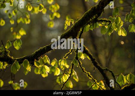 Junge hellgrüne Blätter aus Kupferbuche leuchten im Abendlicht, moosbedeckter Ast, Frühling, Naturpark Pfälzerwald, Biosphärenreservat Pfälzerwald-Nordvogesen, Deutschland, Rheinland-Pfalz Stockfoto