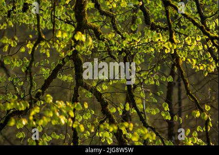 Junge hellgrüne Blätter aus Kupferbuche leuchten im Abendlicht, moosige Äste, Frühling, Naturpark Pfälzerwald, Biosphärenreservat Pfälzerwald-Nordvogesen, Deutschland, Rheinland-Pfalz Stockfoto