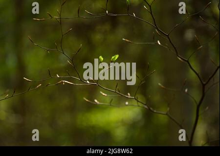 Zweig mit Knospen und jungen hellgrünen Blättern aus Kupferbuche, Frühling, Naturpark Pfälzer Wald, Biosphärenreservat Pfälzer Wald-Nordvogesen, Deutschland, Rheinland-Pfalz Stockfoto