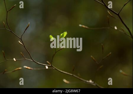 Zweig mit Knospen und jungen hellgrünen Blättern aus Kupferbuche, Frühling, Naturpark Pfälzer Wald, Biosphärenreservat Pfälzer Wald-Nordvogesen, Deutschland, Rheinland-Pfalz Stockfoto