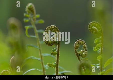 Austrieb junger Farnpflanzen, Frühjahr, Naturpark Pfälzerwald, Biosphärenreservat Pfälzerwald-Nordvogesen, Deutschland, Rheinland-Pfalz Stockfoto