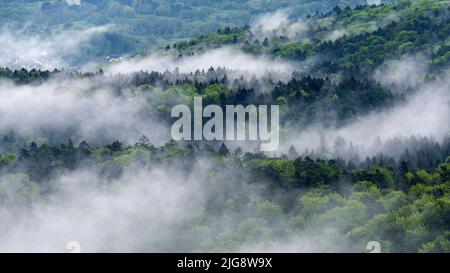 Nach dem Regen dampft der Wald, im Frühling verschiedene Grüntöne, Naturpark Pfälzerwald, Biosphärenreservat Pfälzerwald-Nordvogesen, Rheinland-Pfalz, Deutschland Stockfoto