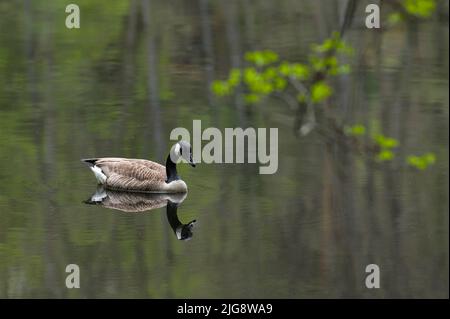 Canada Goose, Pea Pond, Frankreich, Lothringen, Moselabteilung, Bitcherland, Regionalpark Der Nordvogesen, Biosphärenreservat Pfälzerwald-Nordvosges Stockfoto