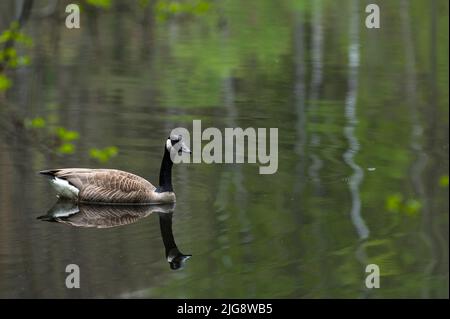 Canada Goose, Pea Pond, Frankreich, Lothringen, Moselabteilung, Bitcherland, Regionalpark Der Nordvogesen, Biosphärenreservat Pfälzerwald-Nordvosges Stockfoto