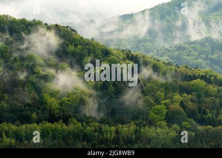 Nach dem Regen dampft der Wald, im Frühling verschiedene Grüntöne, Naturpark Pfälzerwald, Biosphärenreservat Pfälzerwald-Nordvogesen, Rheinland-Pfalz, Deutschland Stockfoto