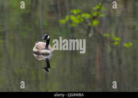 Canada Goose, Pea Pond, Frankreich, Lothringen, Moselabteilung, Bitcherland, Regionalpark Der Nordvogesen, Biosphärenreservat Pfälzerwald-Nordvosges Stockfoto