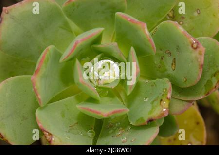 Baum houseleek Aeonium gomerense mit Wassertropfen bedeckt. Agulo. La Gomera. Kanarische Inseln. Spanien. Stockfoto
