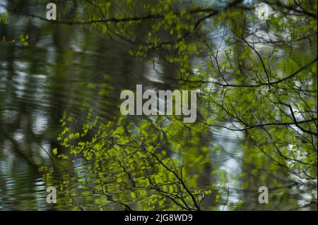 Im Wasser des Erbsenteiches spiegelte Äste, Frankreich, Lothringen, Département Moselle, Bitcherland, Regionalpark Nordvogesen, Biosphärenreservat Pfälzerwald-Nordvogesen Stockfoto