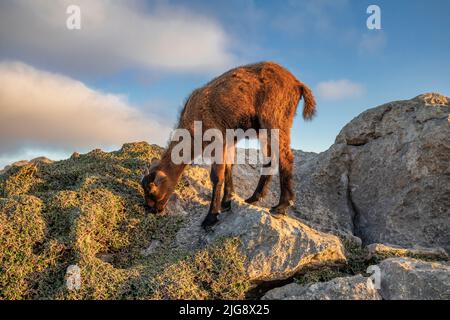 Spanien, Balearen, Mallorca, Bezirk Pollença. Bergziege auf den Felsen bei Es Colomer Stockfoto