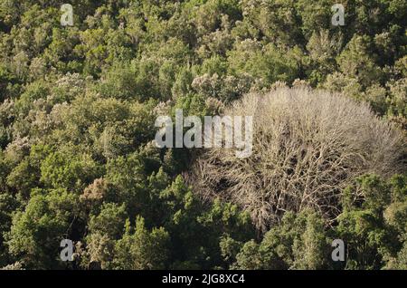 Kastanie Castanea sativa in einem immergrünen Wald. Agulo. La Gomera. Kanarische Inseln. Spanien. Stockfoto