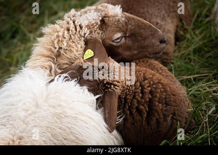 Mutterschaf mit Lamm schlafen Stockfoto