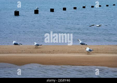 Vögel am Chicagoer Seeufer beobachten Stockfoto