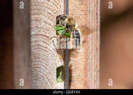 Patchwork-Blätterbiene (Megachile centuncularis), die in einem Bienenhotel, das einen Abschnitt eines Blattes trägt, in ihr Nestloch eindringt, Hampshire, England, Großbritannien Stockfoto