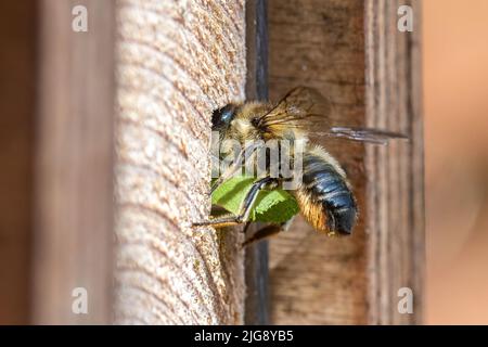 Patchwork-Blätterbiene (Megachile centuncularis), die in einem Bienenhotel, das einen Abschnitt eines Blattes trägt, in ihr Nestloch eindringt, Hampshire, England, Großbritannien Stockfoto