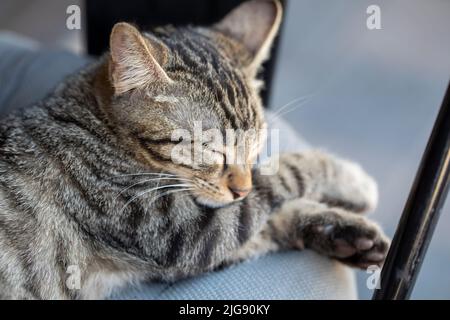 Niedliches kleines Kätzchen schläft auf einer pelzweißen Decke Stockfoto