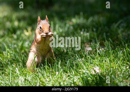 Rote Eichhörnchen im Wald Stockfoto