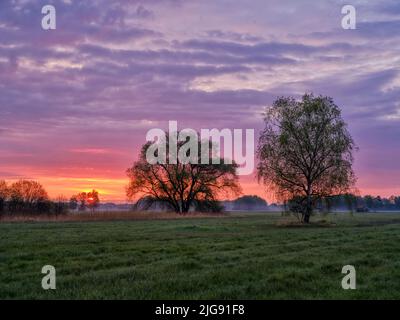 Moorcharakter, Wurfwiese, Nasswiese, Nasswiese, extensive Landwirtschaft, Fen, Wiesenzuchtgebiet, schützenswerter Lebensraum. Stockfoto