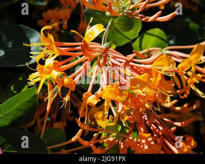 Erstaunliche orange-gelbe Blüten eines Geißels (Lonicera sempervirens) in Blüte in einem Garten in Ottawa, Ontario, Kanada. Stockfoto