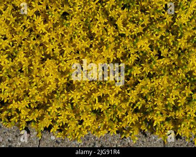 Teppich aus winzigen gelben Blüten eines Steinbropfes (Sedum Acre) in einem Garten in Ottawa, Ontario, Kanada. Stockfoto