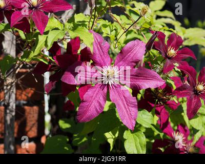 Große violette Clematis (Clematis viticella) blüht in einem Garten in Ottawa, Ontario, Kanada. Stockfoto