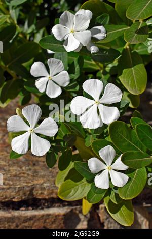 Madagaskar-Periwinkle- oder Kap-Periwinkle-Blüten (Catharanthus roseus) Stockfoto