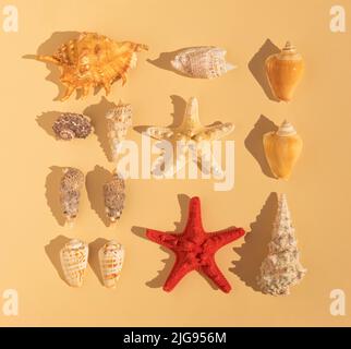 Fein säuberlich angeordiertes Muster aus Muscheln und Sternen auf sandfarbenem Hintergrund. Minimale flache Verlegung. Schatten der Palme. Stockfoto