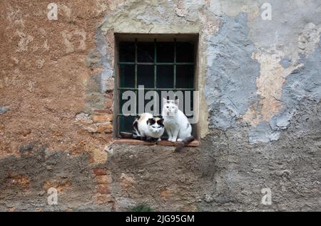 Zwei Katzen sitzen nebeneinander vor einem versperrten Fenster im Bergdorf Ancaniano, Provinz Siena, Toskana Stockfoto
