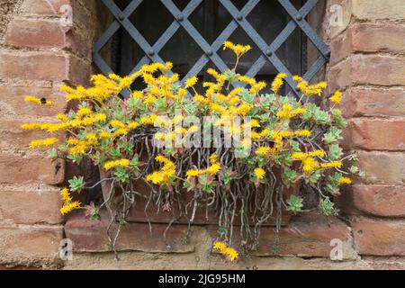 Blühender palmersstein, Sedum palmeri, Toskana Stockfoto