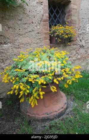 Blühender palmersstein, Sedum palmeri, Toskana Stockfoto