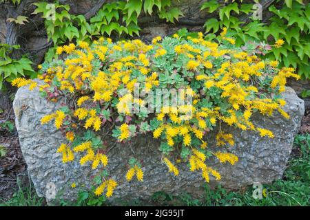 Blühender palmersstein, Sedum palmeri, Toskana Stockfoto