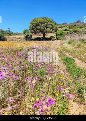 Blühende wiese auf der Insel Elba Stockfoto