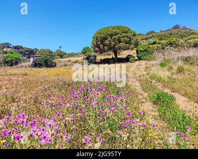 Blühende wiese auf der Insel Elba Stockfoto