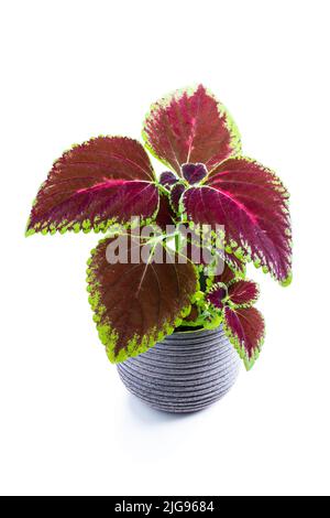 Keimende Baby Coleus Pflanze im Topf isoliert auf weiß Stockfoto