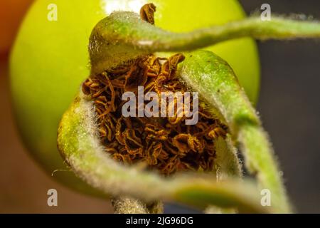 Kleine grüne Beerenfrucht mit vielen Kelchblättern und Pollen, die auf Insekten warten Stockfoto