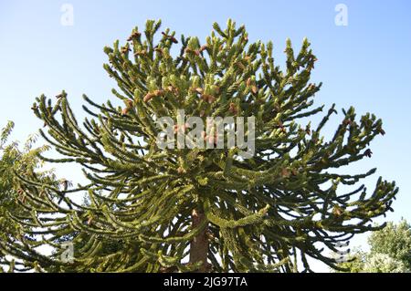 Araucaria Araucana, Monkey Puzzle Tree in meinem Garten Stockfoto