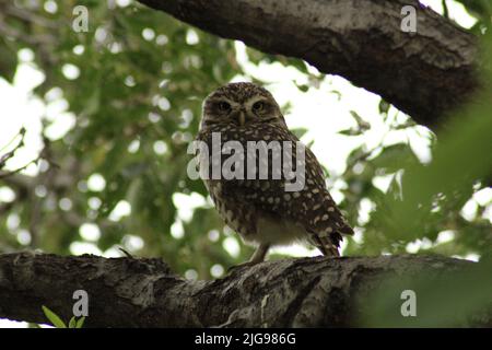Eule auf dem Ast Stockfoto
