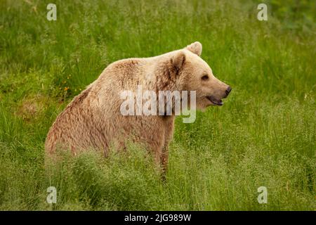 Großer junger Braunbär, der im Gras sitzt. Großes und gefährliches Tier in freier Wildbahn. Bär schaut geradeaus, Wiese, Ohren und Schnauze aus der Nähe. Stockfoto