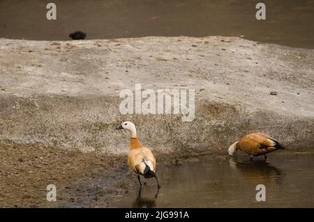 Ein Paar Ruddys, Tadorna ferruginea. Tecina. San Sebastian de La Gomera. La Gomera. Kanarische Inseln. Spanien. Stockfoto