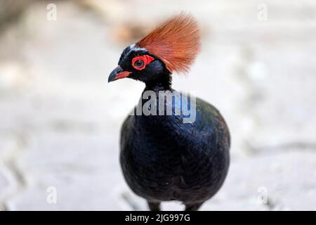 Ein gekröntes Rebhuhn, ein rot gekröntes Holzpartridge im Park auf weißem, unscharfem Hintergrund Stockfoto