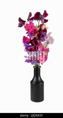 Vase aus Garten gezüchtet süßen Erbsenblumen, isoliert auf weiß. Stockfoto
