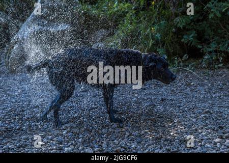 Nasser schwarzer labrador-Hund schüttelt Schwanz und Körper kräftig mit fest gehaltenem Kopf und erzeugt ein glitzerndes Wasserspray, das von der niedrigen Sonne vor dunklem Hintergrund beleuchtet wird. Stockfoto