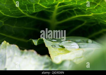 Regentropfen auf einer kleinen Pflanze nach einem Gewitter Makro Stockfoto