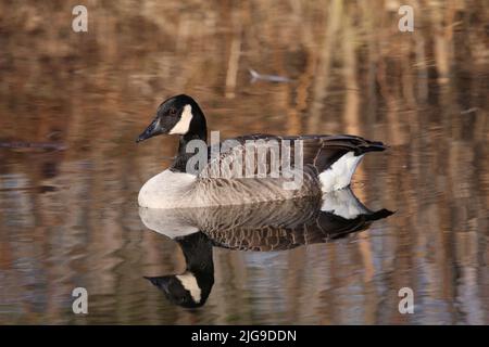 kanadische Gans schwimmen auf einem See schöne Farben Stockfoto