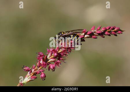 Medianwespe (Dolichovepula media) der Familie Vespidae). Auf Blüten von Knotweed, Knogras (Polygonum amplexicaule), Familie Buckwheat (Polygonaceae Stockfoto