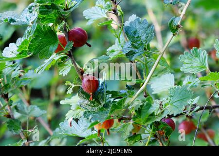 Frische grüne Stachelbeeren. Bio-Beeren Closeup auf einem Zweig der Stachelbeere Busch wachsen. Reife Stachelbeere In den Obstgarten. Stockfoto