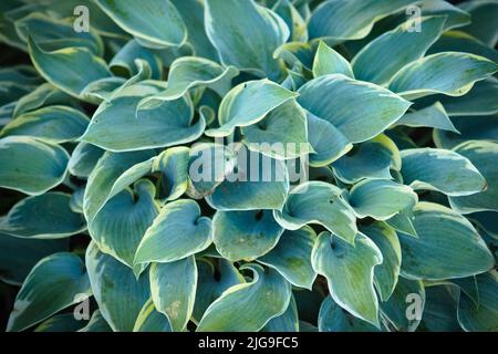 Nahaufnahme des ersten Frost Hosta (Wegerich-Lilie) im Garten Stockfoto